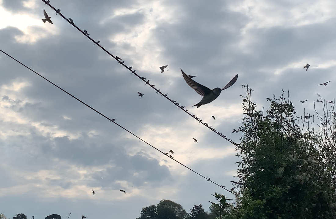 From the Swallow: The Journey of a Name