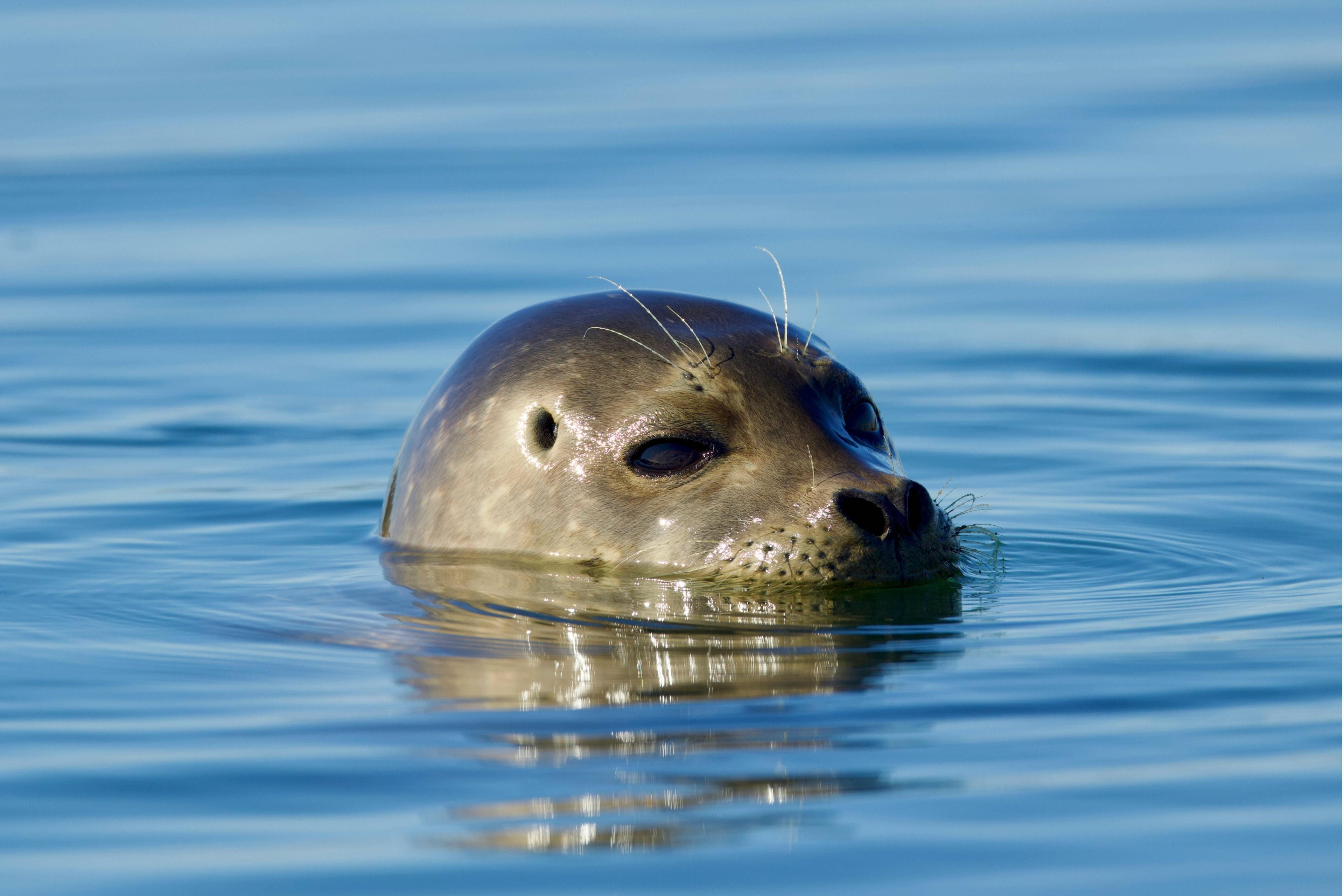 Wildlife