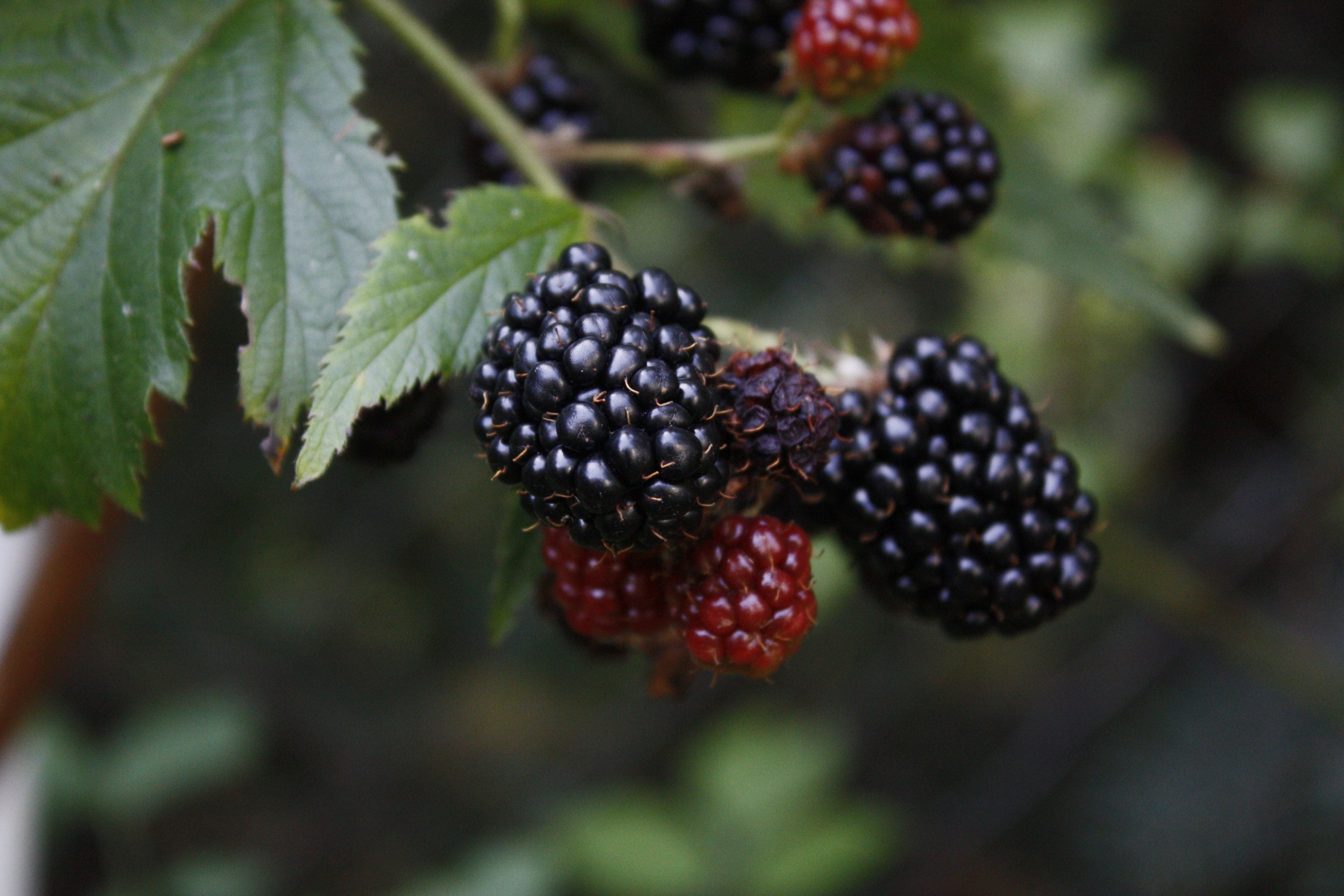 Hedgerows